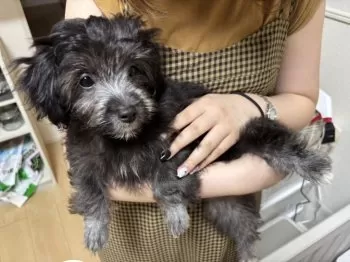 M.I 様のお迎えした子犬