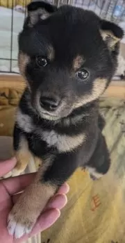 D.K 様のお迎えした子犬