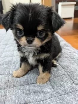 ゆまそら 様のお迎えした子犬