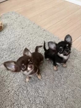 ごっちん 様のお迎えした子犬