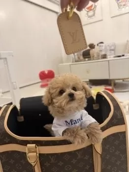 M.K 様のお迎えした子犬