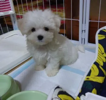 とっつ～ 様のお迎えした子犬