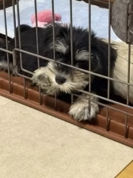 M.Hちろる 様のお迎えした子犬