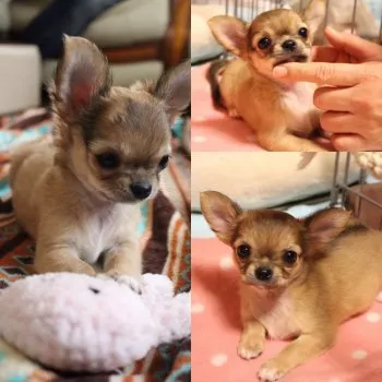 ココちゃん 様のお迎えした子犬