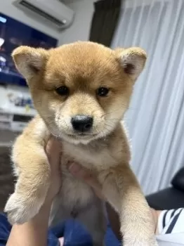 A.H 様のお迎えした子犬