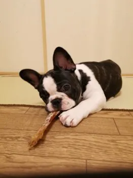 ミミ 様のお迎えした子犬