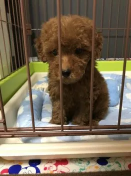 Y.U 様のお迎えした子犬