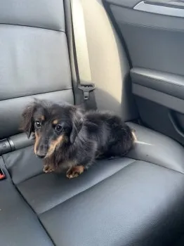 ノブ 様のお迎えした子犬