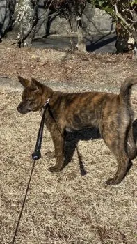 タナカ 様のお迎えした子犬