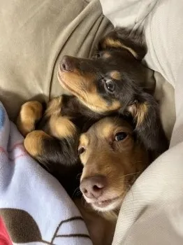 Y.T 様のお迎えした子犬