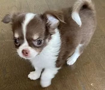 たぬこ 様のお迎えした子犬