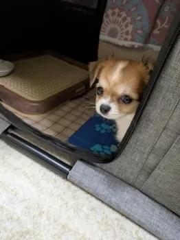 ティラ 様のお迎えした子犬