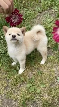 ふるだて 様のお迎えした子犬