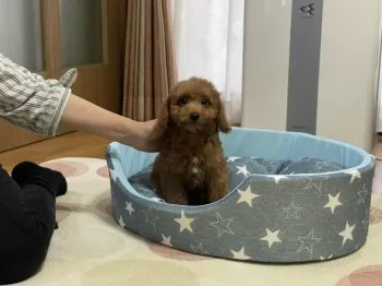 チャッピー 様のお迎えした子犬