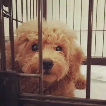 まぁ 様のお迎えした子犬