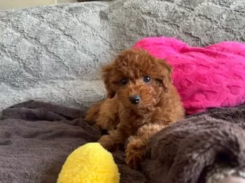 Y.K 様のお迎えした子犬