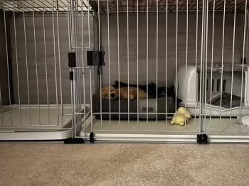 M.T 様のお迎えした子犬