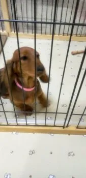 ダックス 様のお迎えした子犬