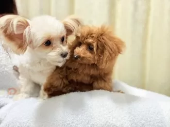 ゆーこ 様のお迎えした子犬