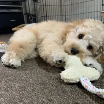 K.N 様のお迎えした子犬