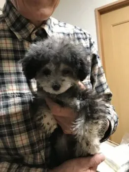 A.K 様のお迎えした子犬