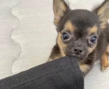 M.S 様のお迎えした子犬