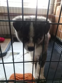 ガット 様のお迎えした子犬