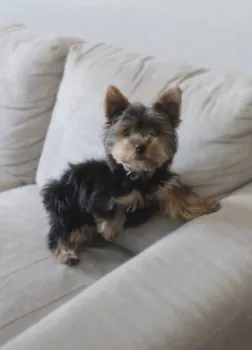 エリザベス 様のお迎えした子犬