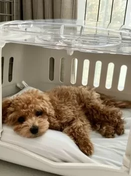M.Ｉ 様のお迎えした子犬