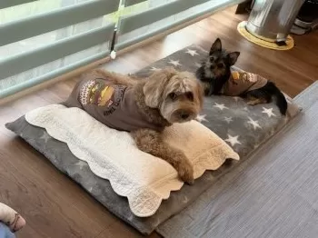 kach 様のお迎えした子犬