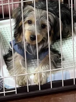 S 様のお迎えした子犬