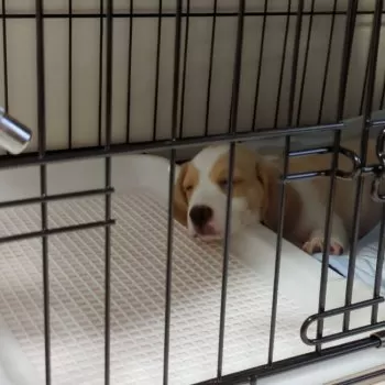 ハラ 様のお迎えした子犬