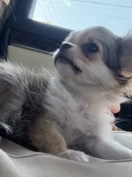 marihimir 様のお迎えした子犬