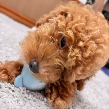 まもくま 様のお迎えした子犬