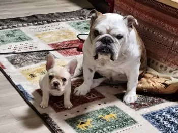 なっちゃん 様のお迎えした子犬