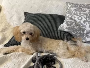 レオくん 様のお迎えした子犬