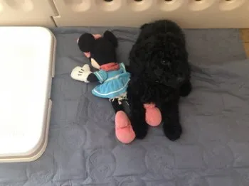 じゅんさん 様のお迎えした子犬