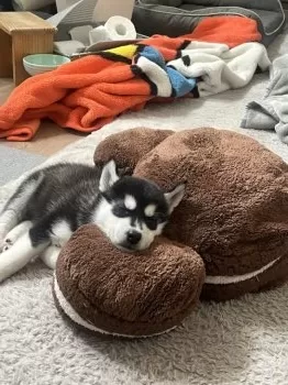 K.A 様のお迎えした子犬