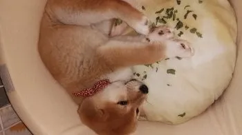 大福もち 様のお迎えした子犬