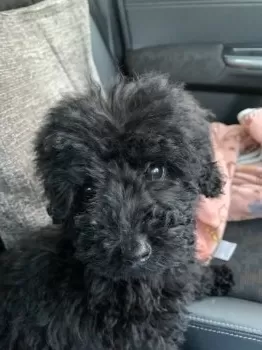 ルーラまま 様のお迎えした子犬