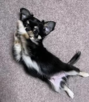 KCMY 様のお迎えした子犬