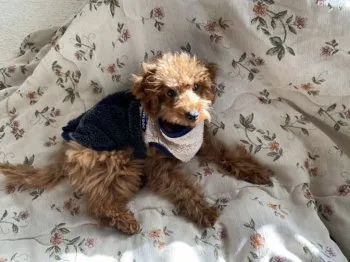 Y.O 様のお迎えした子犬