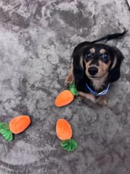 てん 様のお迎えした子犬