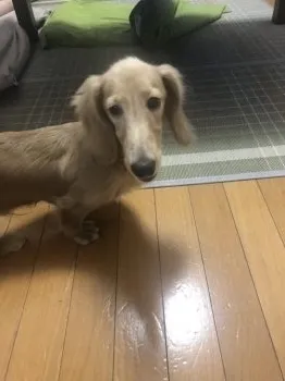 たけちゃ 様のお迎えした子犬