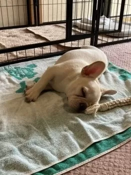 コウダイ 様のお迎えした子犬