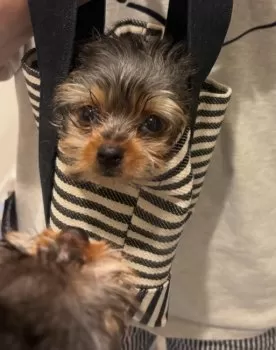 A.H 様のお迎えした子犬