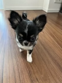 T.W 様のお迎えした子犬