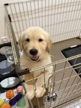 T.H 様のお迎えした子犬
