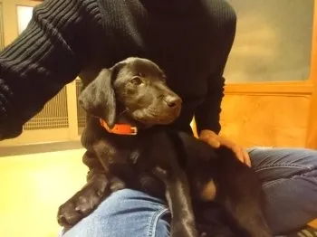 名前はうたちゃん 様のお迎えした子犬