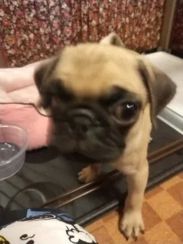C.O 様のお迎えした子犬